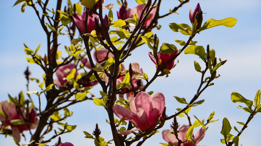 Bayburt’taki Doğa Yürüyüşü yollar Bayburt’taki Doğa Yürüyüşü yollar
